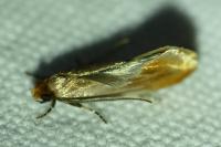 Tinea semifulvella