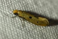 Tinea trinotella