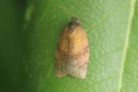 Cacoecimorpha pronubana