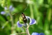 Cauchas fibulella