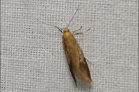 Crassa tinctella