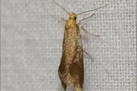 Crassa tinctella