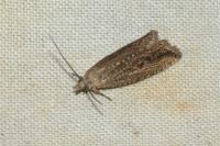 Bactra robustana