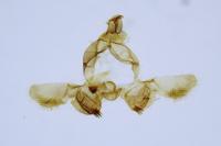 Bactra robustana