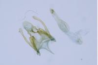 Scrobipalpa obsoletella