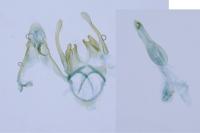 Scrobipalpa obsoletella