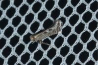 Parornix torquillella