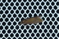 Glyphipterix fuscoviridella