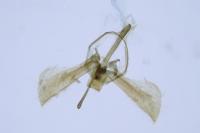 Glyphipterix fuscoviridella