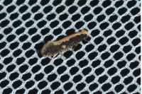 Monopis crocicapitella