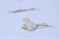 Monopis crocicapitella