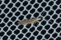 Coleophora glaucicolella