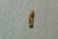 Ancylis mitterbacheriana