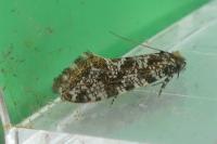 Triaxomera parasitella