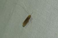 Nematopogon