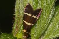 Lampronia flavimitrella
