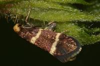 Lampronia flavimitrella