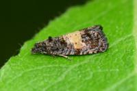 Endothenia nigricostana
