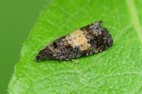 Endothenia nigricostana