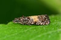 Endothenia nigricostana