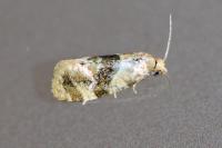 Phalonidia manniana