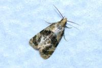 Phalonidia manniana