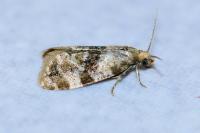 Phalonidia manniana