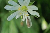 Coleophora lutarea