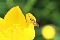 Micropterix aruncella