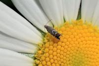 Glyphipterix simpliciella
