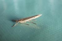 Ypsolopha mucronella
