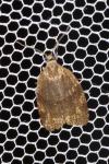 Syndemis musculana