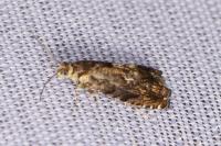 Pammene