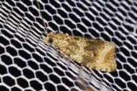 Celypha lacunana