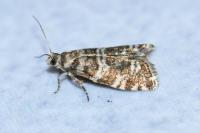Epinotia tedella