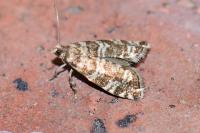 Epinotia tedella