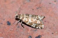Epinotia tedella