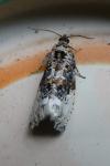 Hedya nubiferana