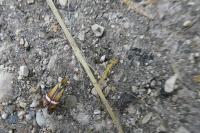 Adela australis