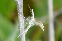 Pterophorus