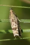 Dichrorampha