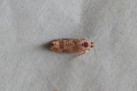Rhyacionia maritimana