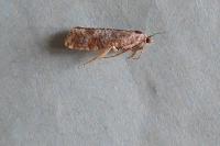 Rhyacionia maritimana