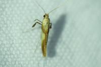 Caloptilia robustella
