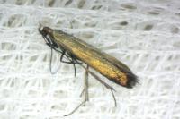 Coleophora alcyonipennella