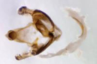 Coleophora alcyonipennella