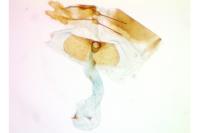 Rhyacionia duplana