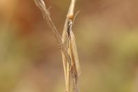 Pleurota honorella