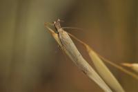 Pleurota honorella