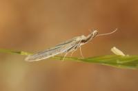Pleurota honorella